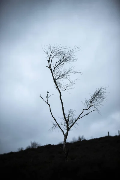 Moody Winter landscape image of skeletal trees in Peak District — Stock Photo, Image