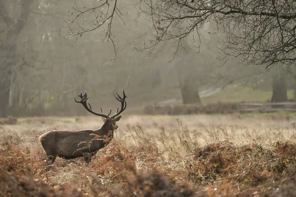 Beau cerf cerf Cervus Elaphus avec des antelrs majestueux dans — Photo