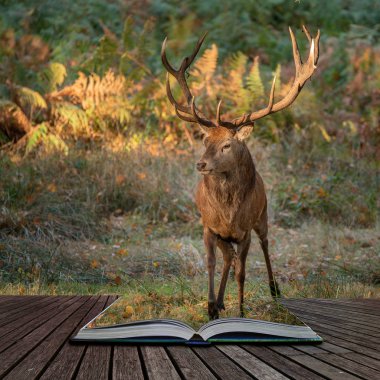 Güzel Kızıl geyik portresi bekarlığa Cervus Elaphus renkli a