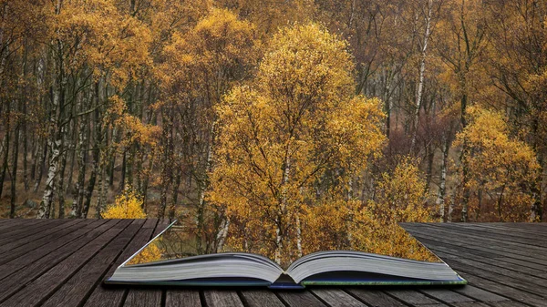 Ohromující barevný podzim podzim krajina v mlhavé Peak District i — Stock fotografie
