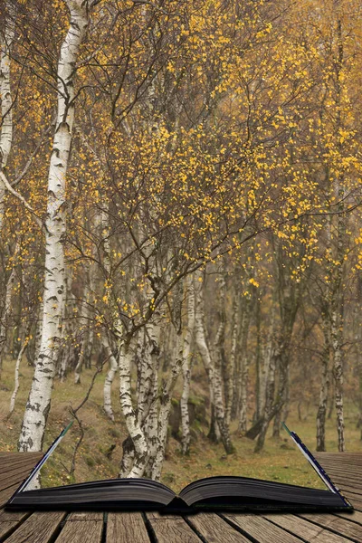 Úžasný pohled na Silver Birch les s spadaného listí na podzim — Stock fotografie