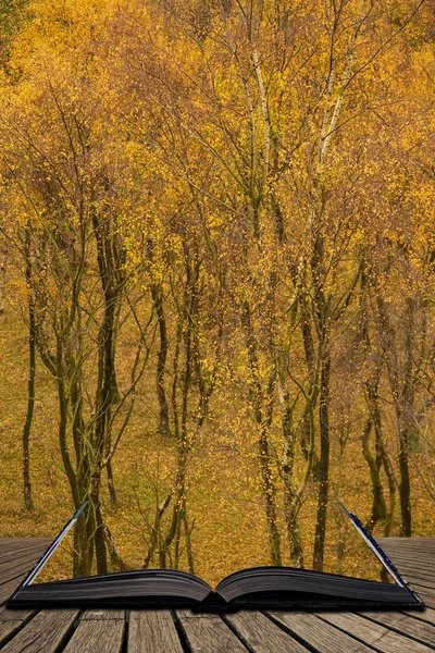 Incredibile vista della foresta di betulle d'argento con foglie d'oro in autunno — Foto Stock