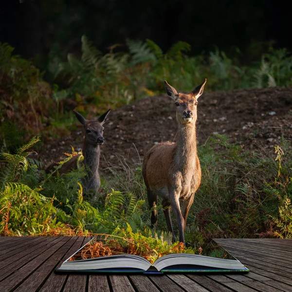 Oszałamiający portret hind red deer w jesień kolorowy las lan — Zdjęcie stockowe