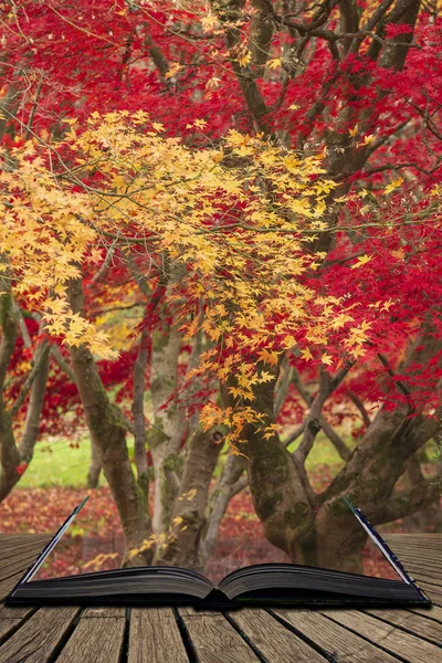 Güzel renkli canlı kırmızı ve sarı Japon Maple ağaçlar ben — Stok fotoğraf