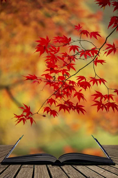 Beautiful colorful vibrant red and yellow Japanese Maple trees i