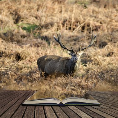 Güzel Kızıl geyik Cervus Elaphus görkemli antelrs ile özel 