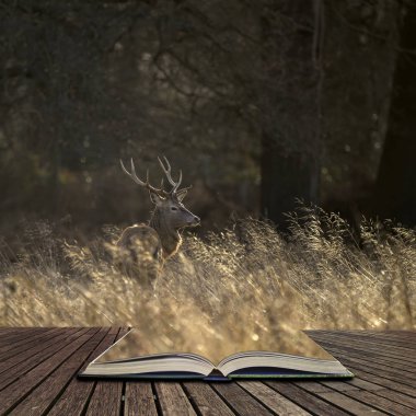 Güzel Kızıl geyik Cervus Elaphus görkemli antelrs ile özel 