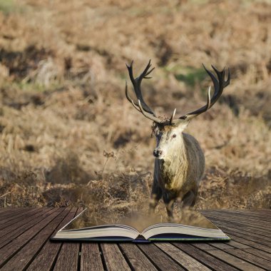 Güzel Kızıl geyik Cervus Elaphus görkemli antelrs ile özel 