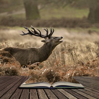 Güzel Kızıl geyik Cervus Elaphus görkemli antelrs ile özel 