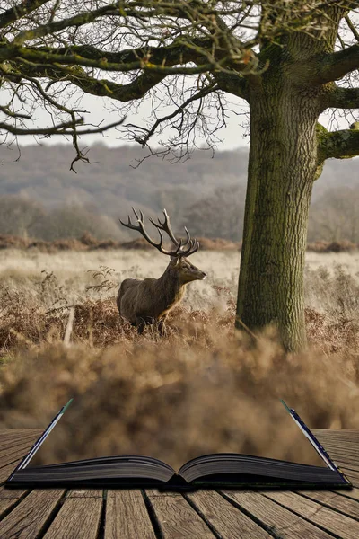 美しいレッド ・ ディアの壮大な antelrs を持つの Cervus の Elaphus の雄鹿します。 — ストック写真