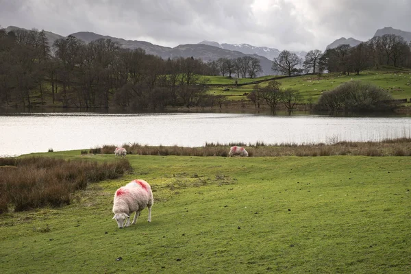 Ingiltere Gölü bölgesinde Loughrigg Tarn ModY manzara görüntü Durin