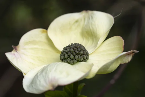 Retrato de historia natural de árbol de cornejo Cornus Florida en su totalidad — Foto de Stock