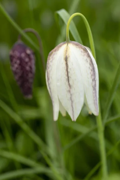 Bella immagine di storia naturale ritratto di Snake Head Fritillar — Foto Stock