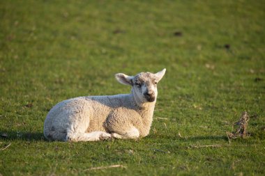 Genç bahar kuzuları İngiliz kırsallarında sabahın erken saatlerinde gün ışığında