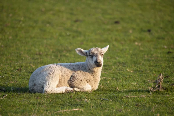 Jeunes agneaux de printemps tôt le matin ensoleillés dans les pays anglais — Photo