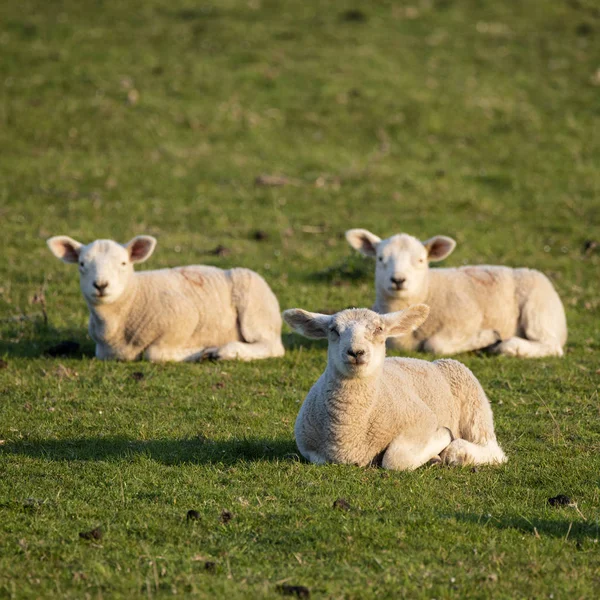 Jeunes agneaux de printemps tôt le matin ensoleillés dans les pays anglais — Photo