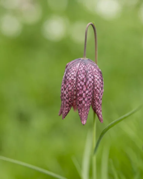 Hermosa imagen de retrato de historia natural de Snake Head Fritillar —  Fotos de Stock