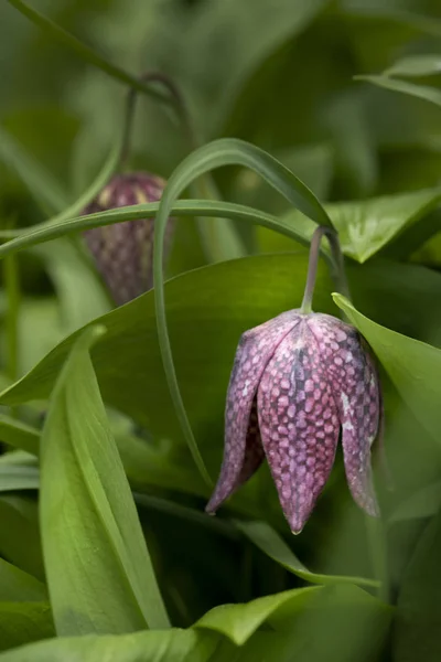 Bella immagine di storia naturale ritratto di Snake Head Fritillar — Foto Stock