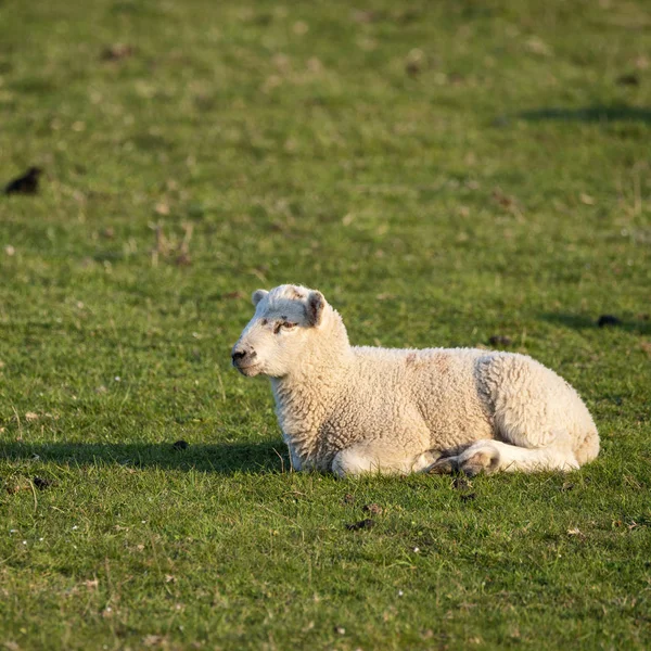 Jeunes agneaux de printemps tôt le matin ensoleillés dans les pays anglais — Photo