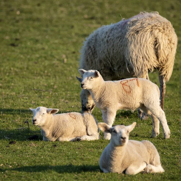 Young Spring lambs in early morning sunshine in English countrys — Stock Photo, Image