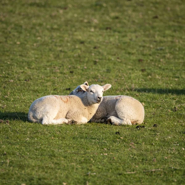 Young Spring lambs in early morning sunshine in English countrys — Stock Photo, Image