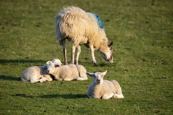 Young Spring lambs in early morning sunshine in English countrys — 스톡 사진