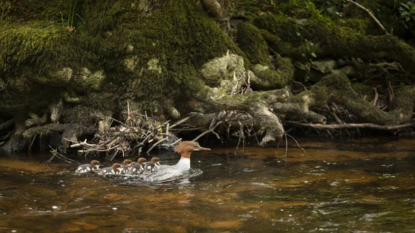 Female Gossander Mergus Merganser and several ducklings swimming — Stock Photo, Image