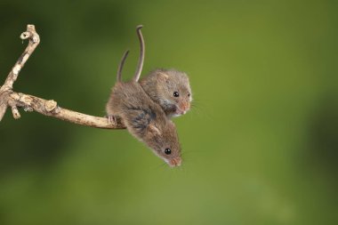 Ahşap sopa üzerinde çok güzel ve sevimli hasat fareler micromys minutus 