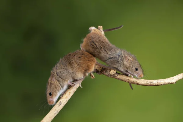 Entzückende und süße Erntemäuse micromys minutus auf Holzstab — Stockfoto