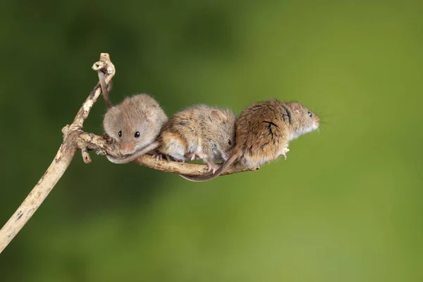ADorable and Cute harvest mice micromys minutus on wooden stick