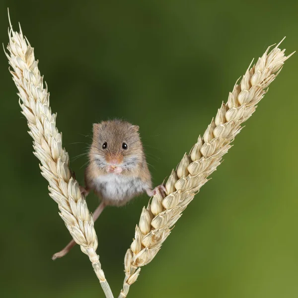 Adorable cute harvest mice micromys minutus on wheat stalk with — Stock Photo, Image