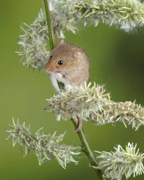 Entzückende süße Ernte Mäuse micromys minutus auf weißen Blüten foli — Stockfoto