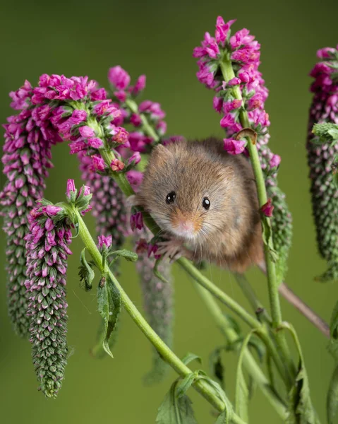 Imádnivaló Cute betakarítás egér Micromys minutus a vörös virág Folia — Stock Fotó