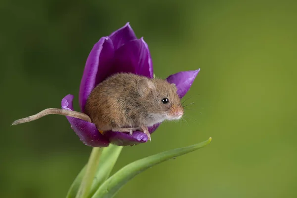 Entzückend süße Ernte Mäuse micromys minutus auf lila Tulpe fließen — Stockfoto