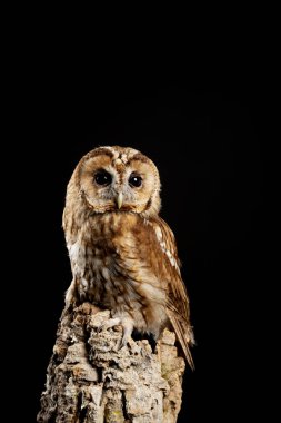 Tawny Baykuş Strix Aluco çarpıcı portre siyah izole 