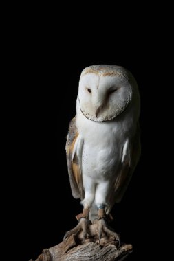 Stüdyo ortamında karlı baykuş Bubo Scandiacus çarpıcı portre