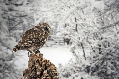 Stüdyo ortamında Little Owl Athena Noctua 'nın çarpıcı portresi 