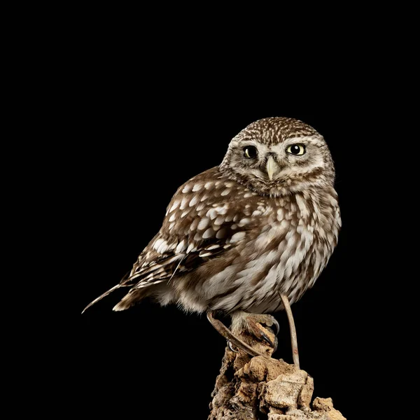 Splendido ritratto di Little Owl Athena Noctua in ambiente studio — Foto Stock