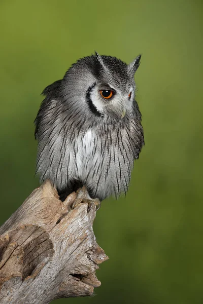 Atemberaubendes Porträt der Südlichen Weißgesicht-Eule ptilopsis granti i — Stockfoto