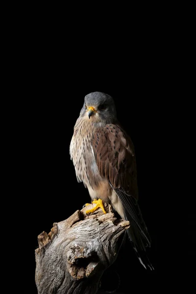 Retrato impressionante de Kestrel Falco Tinnunculus em estúdio — Fotografia de Stock