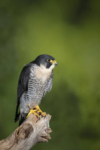 Peregrine Falcon Falco peregrinus 'un stüdyosunda çarpıcı bir portresi — Stok fotoğraf