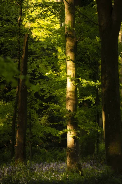 Nádherná Jarní krajina v lese bukových stromů s d — Stock fotografie
