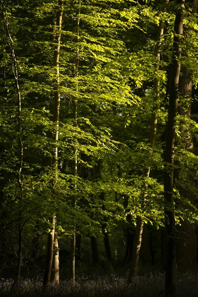 Hermosa imagen de paisaje de primavera de bosque de hayas con d —  Fotos de Stock