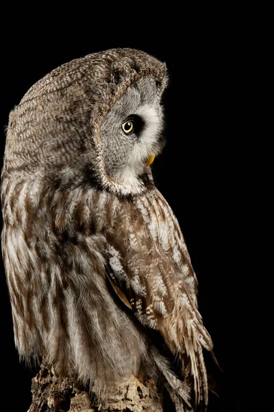 Häpnadsväckande porträtt av Great Grey Owl Strix nebulosa i Studio Set — Stockfoto