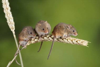 Adorable cute harvest mice micromys minutus on wheat stalk with  clipart