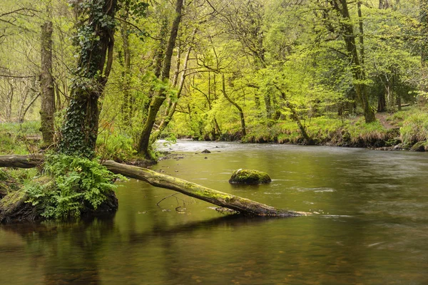 Superbe image paisible du paysage printanier de la rivière Teign coulant — Photo