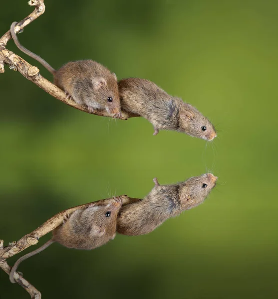 Ratones de cosecha adorables y lindos micromys minutus en palo de madera —  Fotos de Stock