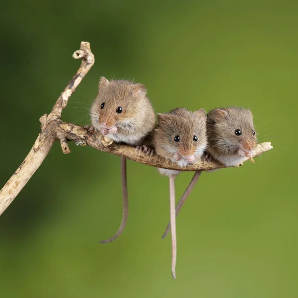 Entzückende und süße Erntemäuse micromys minutus auf Holzstab — Stockfoto