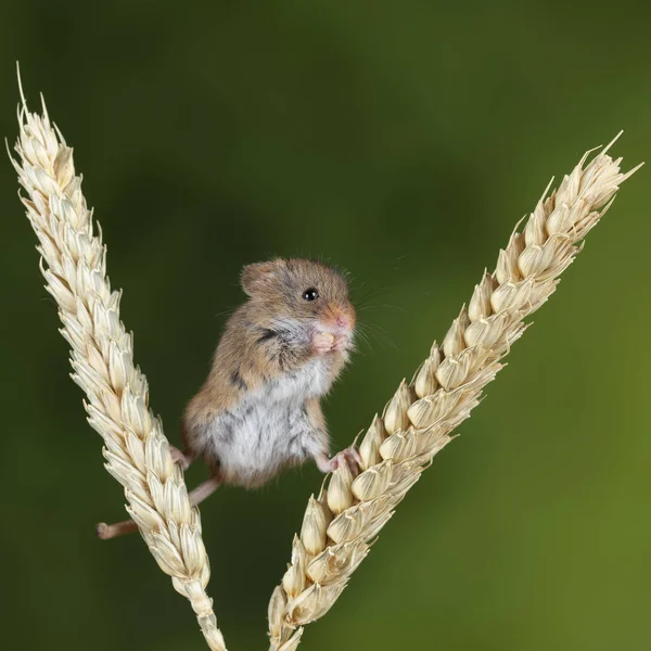 Entzückende süße Erntemäuse micromys minutus auf Weizenstiel mit — Stockfoto