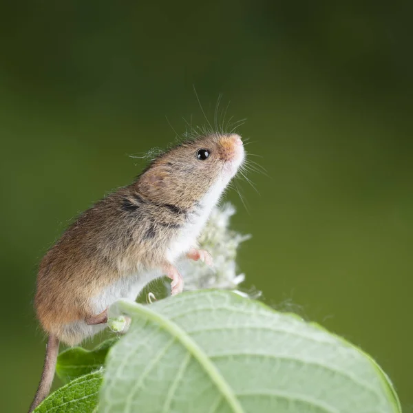 Adorable linda cosecha ratones micromys minutus en blanco flor foli —  Fotos de Stock